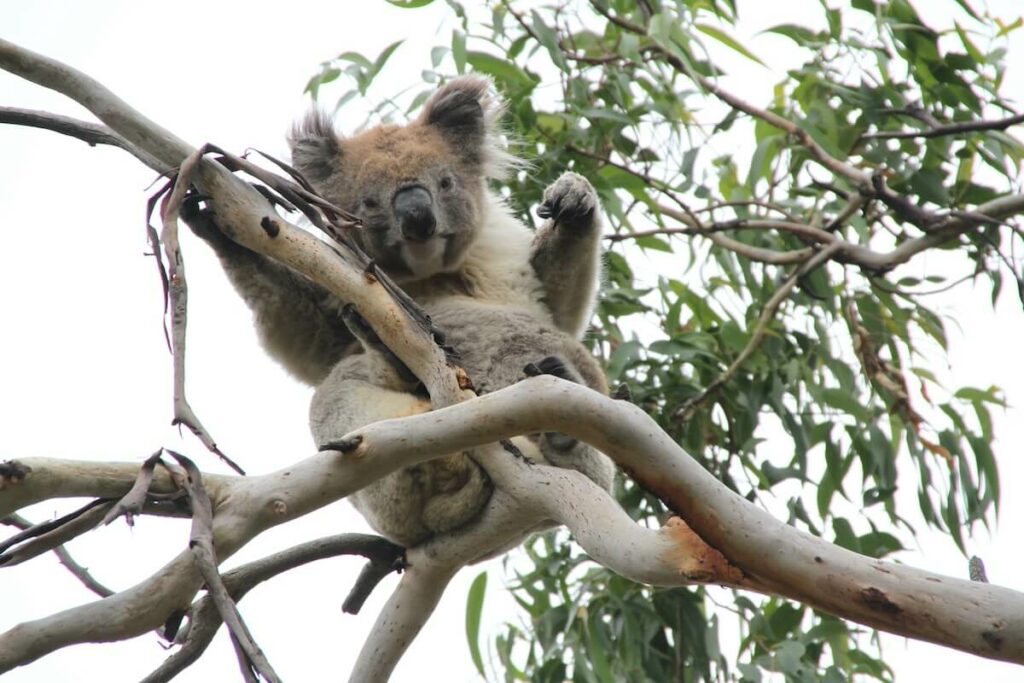 Koala in Australie